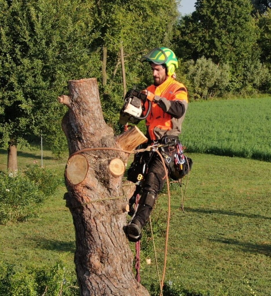Francesco Tacchetto arboricoltore al lavoro in treeclimbing per la cura e la gestione degli alberi
