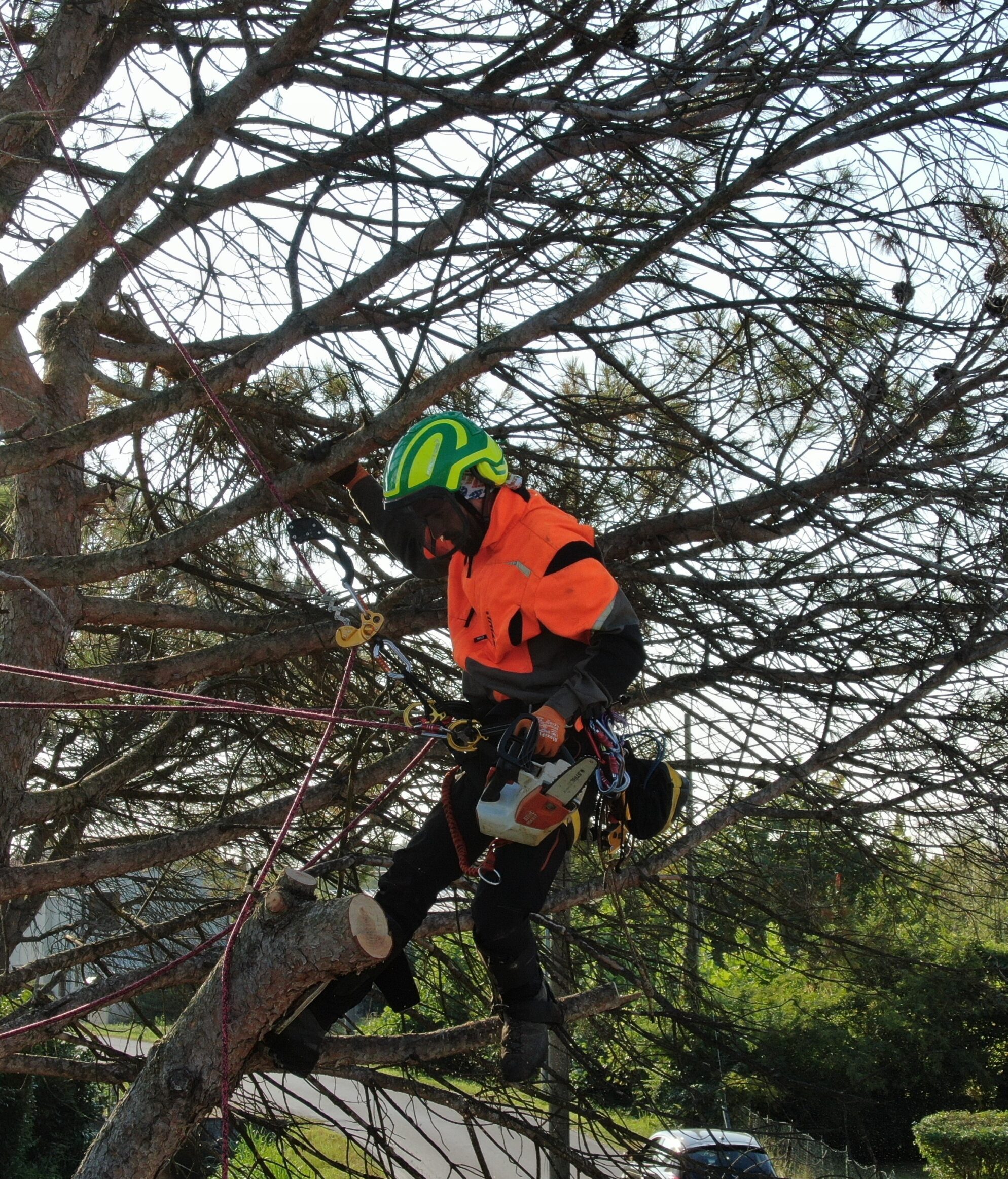 Francesco Tacchetto in tree climbing su albero ad alto fusto