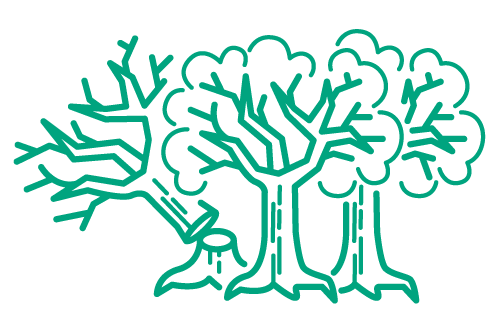 Albero caduto o pericolante – Servizio di rimozione e messa in sicurezza di Francesco Tacchetto